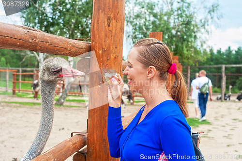 Image of feeding ostrich 
