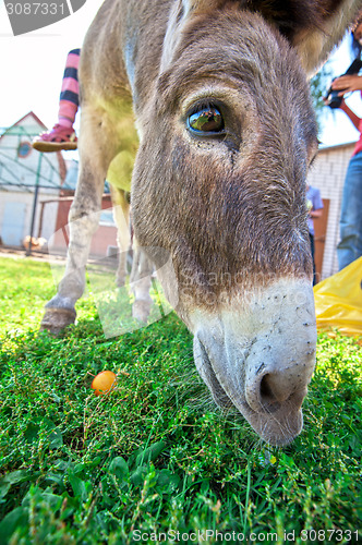 Image of Donkey