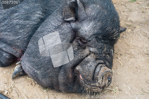 Image of black pig