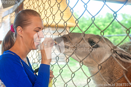 Image of feeding lama