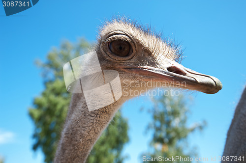 Image of ostrich