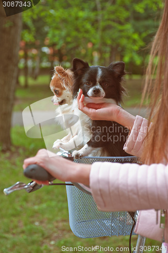 Image of bicycle walking with dogs