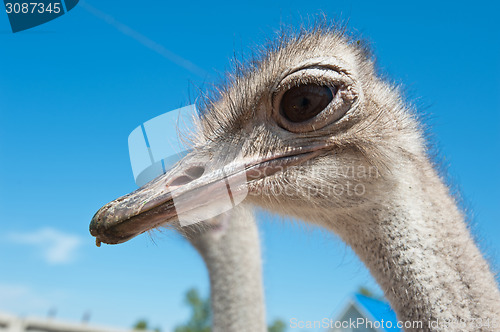 Image of ostrich