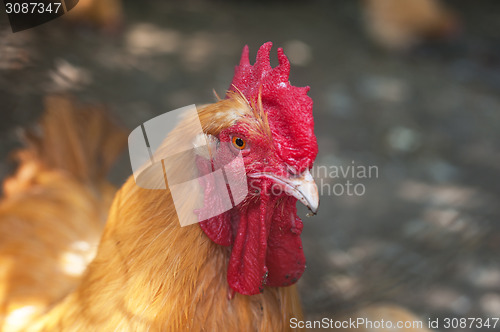 Image of Rooster cock