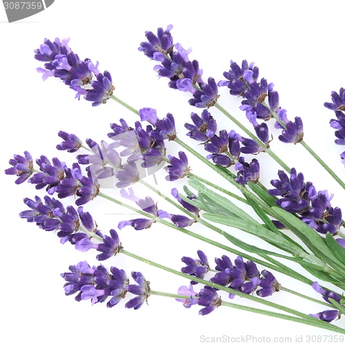 Image of Lavender