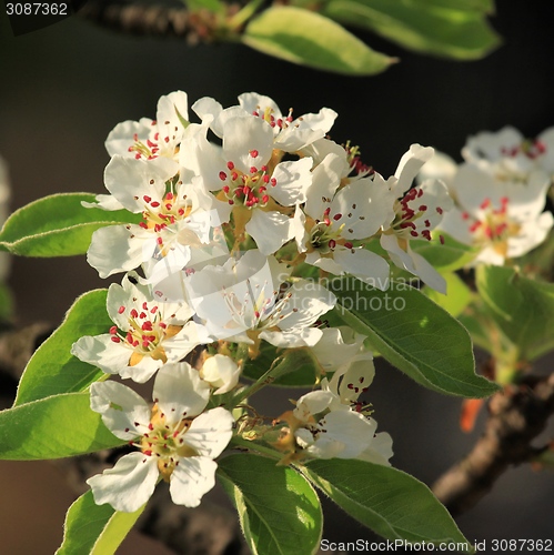 Image of Apple blossom