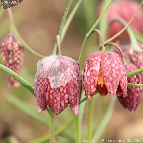 Image of Checkered Daffodil