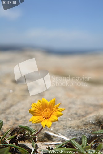 Image of Treasure flower