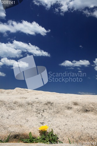 Image of Lone flower against barren landscape