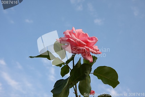 Image of Pink rose