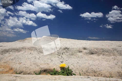 Image of Yellow gazania