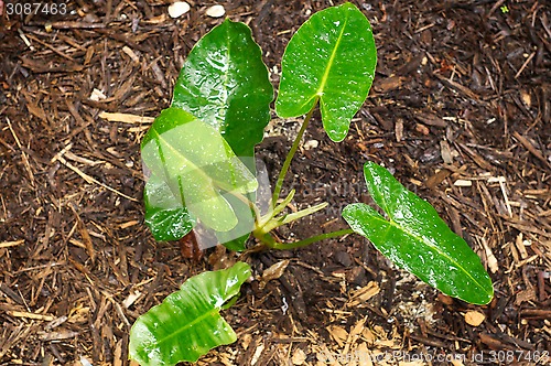 Image of elephant ear plant in the rain