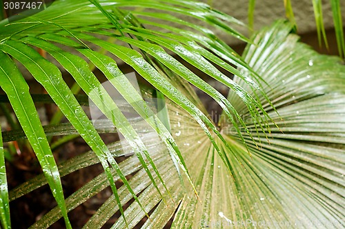 Image of palm frond leaves in the rain