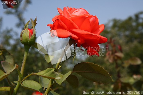 Image of Red rose