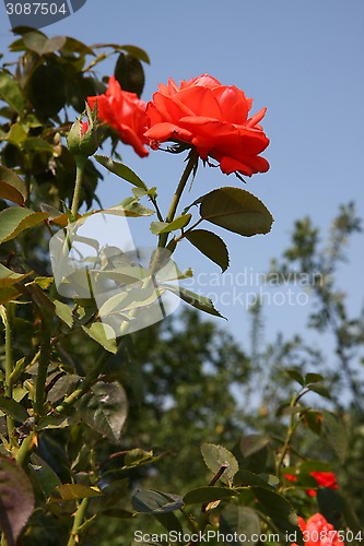 Image of Red rose