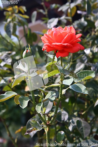 Image of Red rose