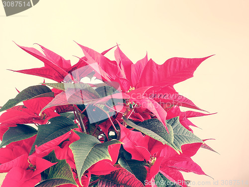 Image of Poinsettia Christmas star