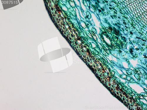 Image of Pine Wood micrograph