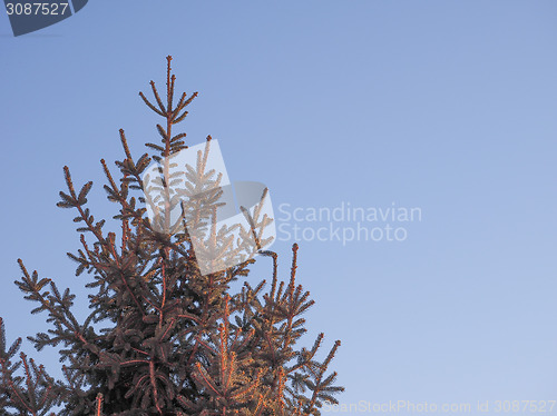 Image of Pine tree