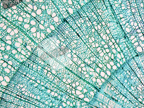 Image of Tilia stem micrograph