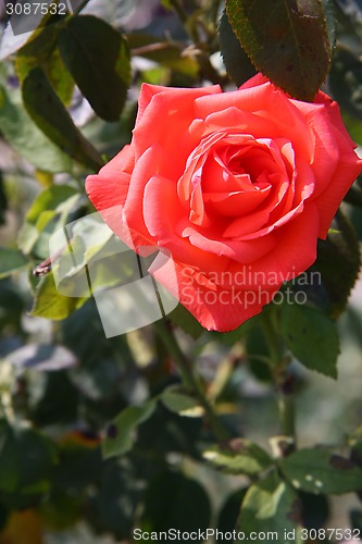 Image of Red rose