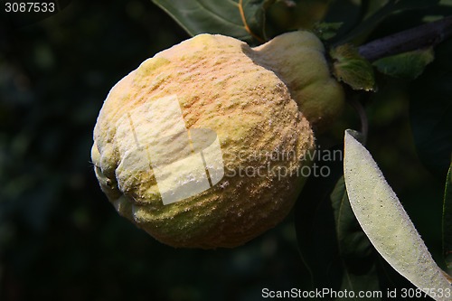 Image of Quince