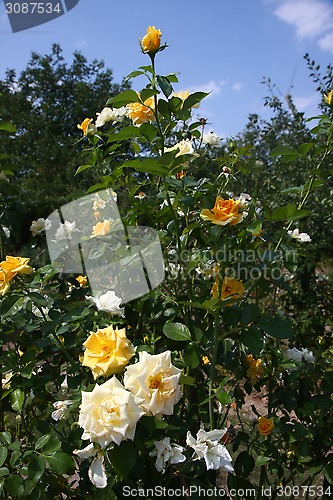 Image of Yellow and white roses