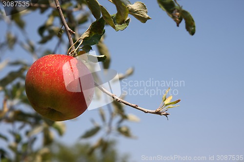 Image of Apple