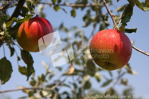 Image of Apples