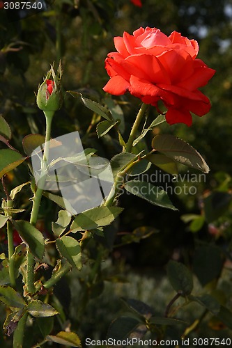 Image of Red rose