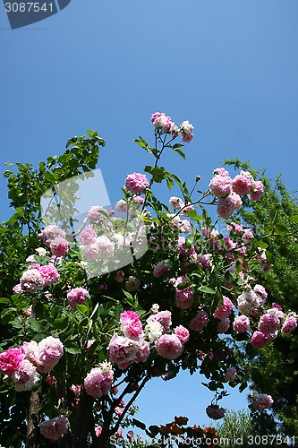 Image of Pink roses