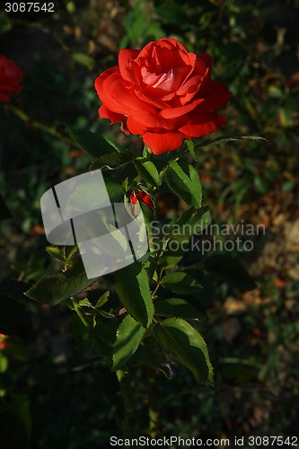 Image of Red rose