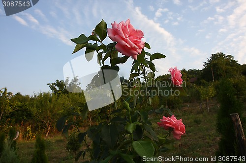 Image of Pink roses