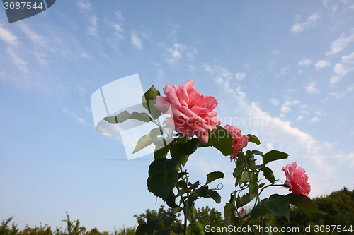 Image of Pink roses