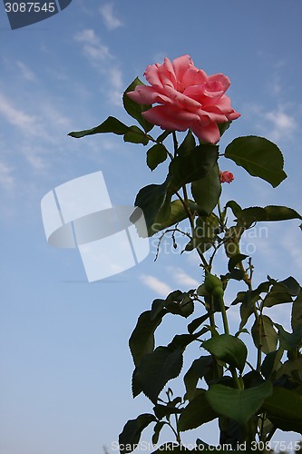 Image of Pink rose