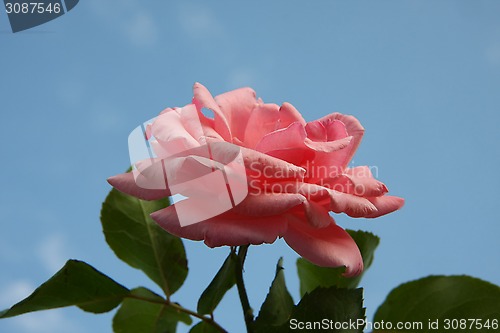 Image of Pink rose