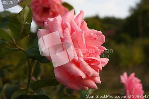 Image of Pink rose