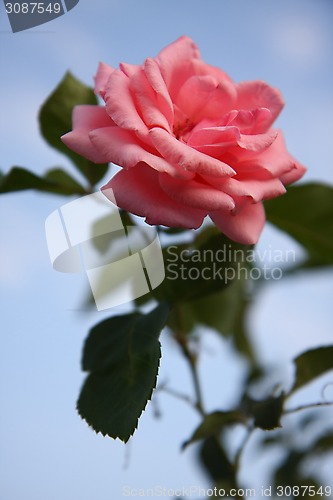 Image of Pink rose