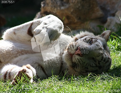 Image of Tiger