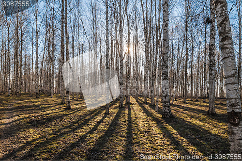 Image of Birch wood in the spring
