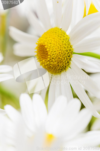 Image of Bouquet of wild daisies, close-up