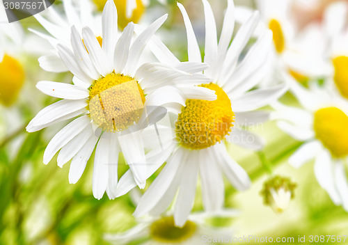 Image of Bouquet of wild daisies, close-up