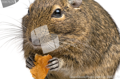 Image of closeup rodent with piece of food in its paws