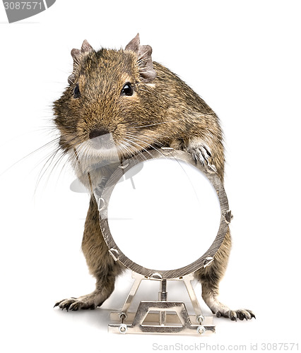 Image of degu rodent playing big drum