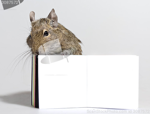 Image of degu pet with blank poster in paws