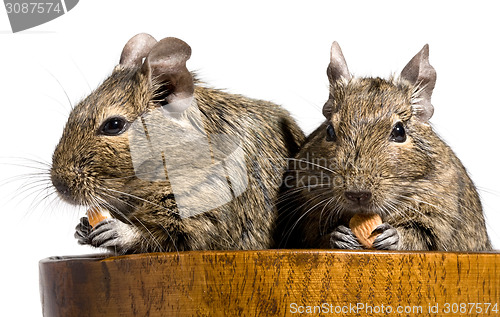 Image of two degu rodents