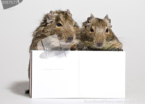 Image of two degu pets with blank poster in paws
