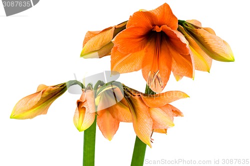 Image of Blooming orange Amaryllis