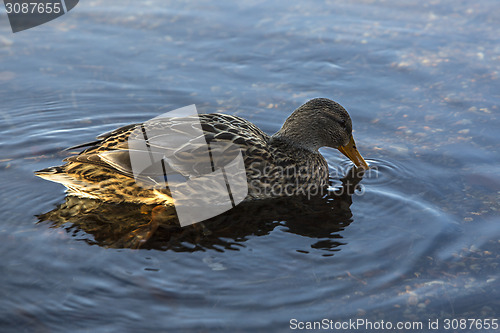 Image of Female duck swimming on the lake