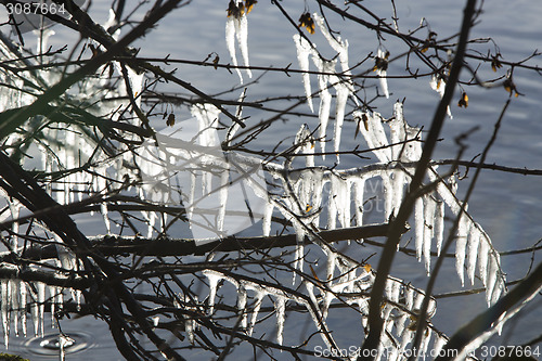 Image of A lot of icicles at a lake